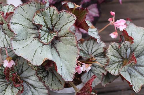 B. ‘Tsunonashisazae’